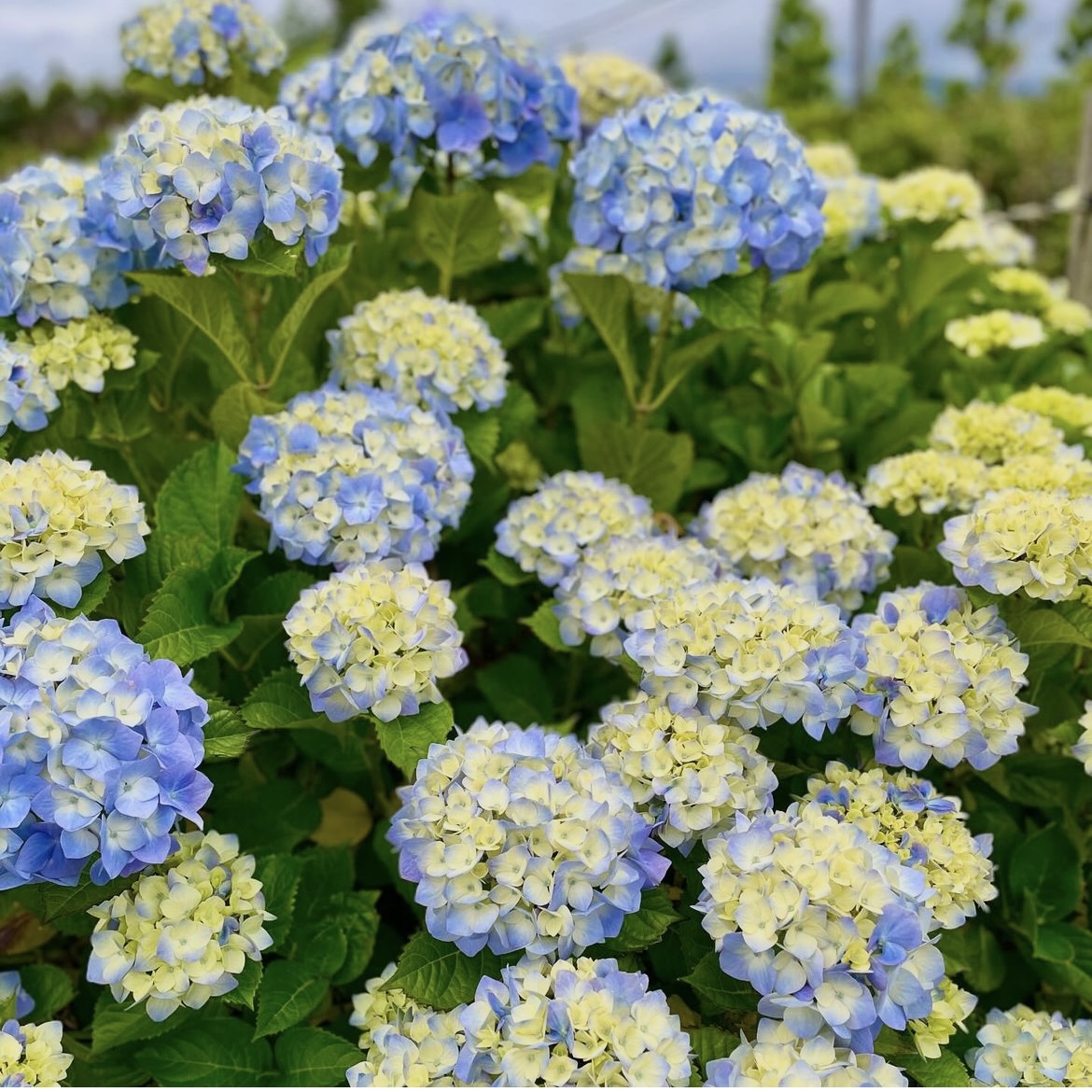 今年の紫陽花