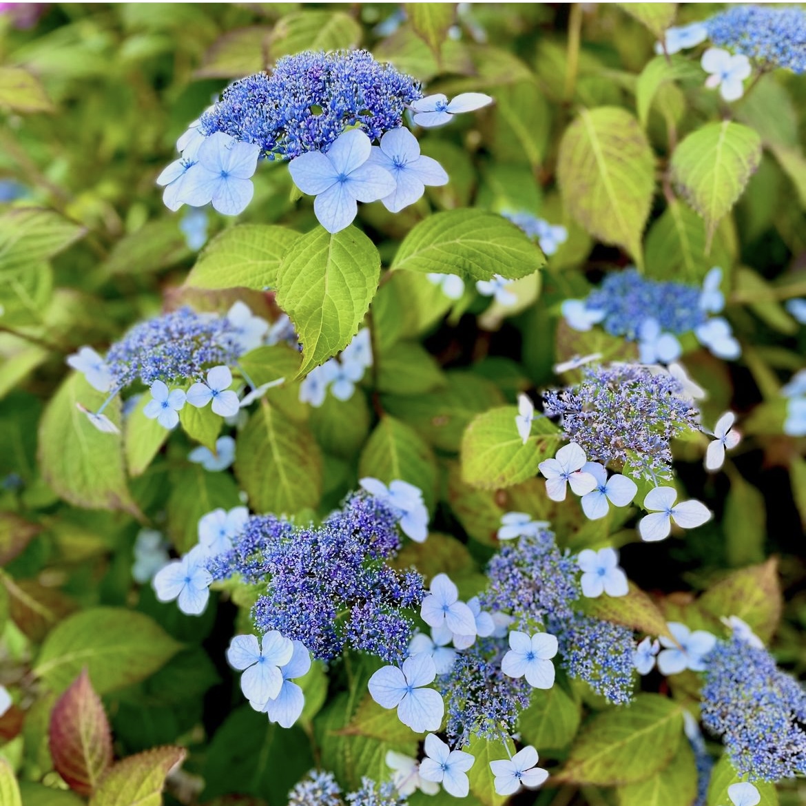 今年の紫陽花