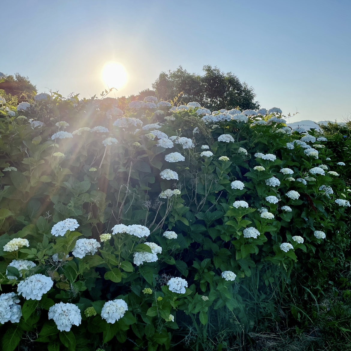 今年の紫陽花