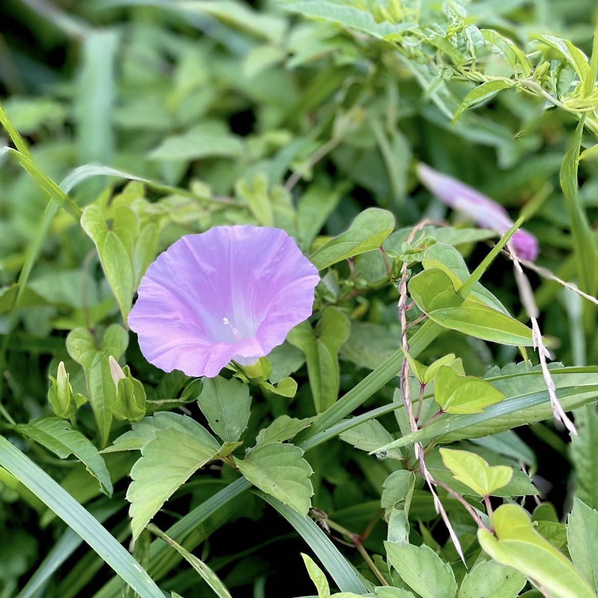 夏の花