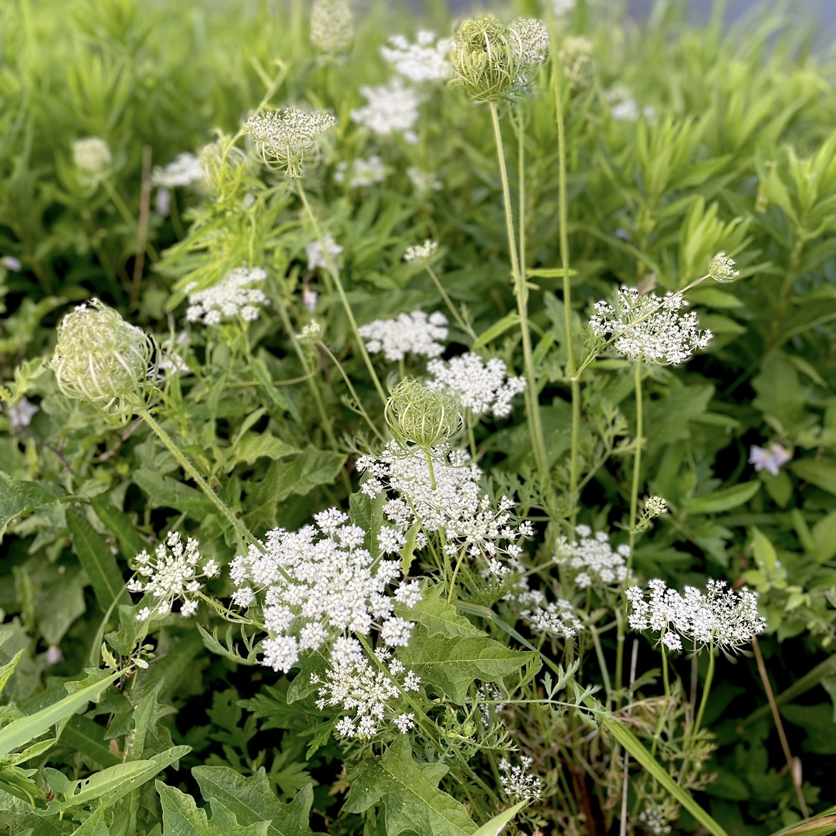 夏の花