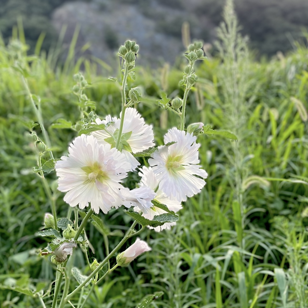 夏の花