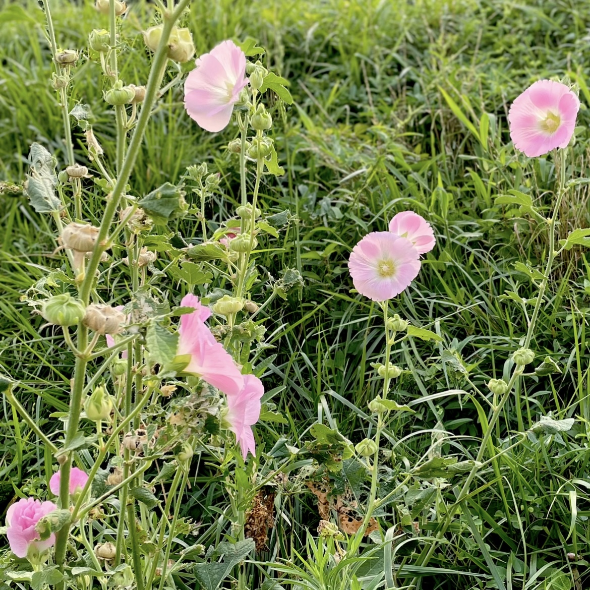 夏の花