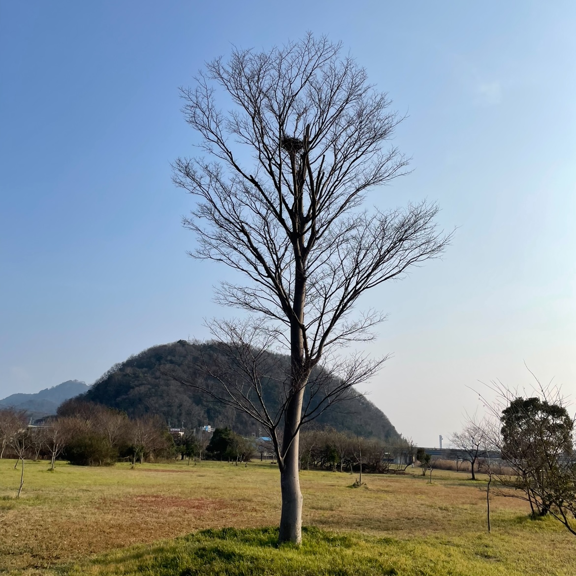 鳥の巣？